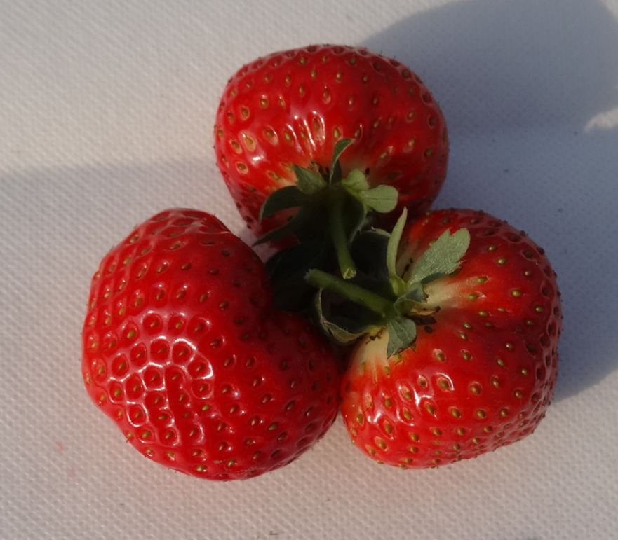 草莓新品种 容莓3号